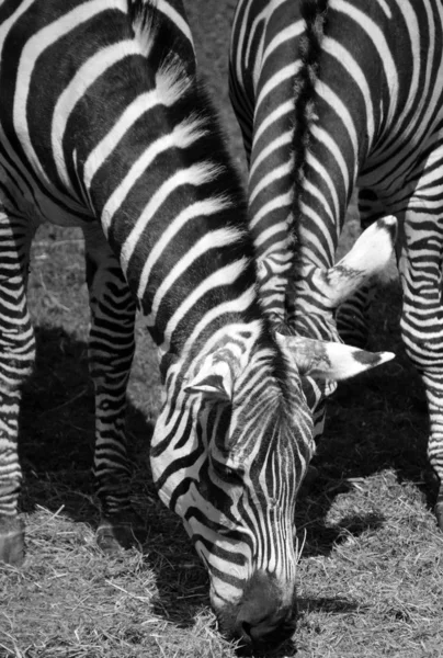 Zebra Zijn Verschillende Soorten Afrikaanse Paardachtigen Paardenfamilie Verenigd Door Hun — Stockfoto