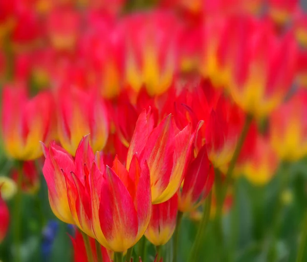 Orangefarbene Blumen Garten — Stockfoto