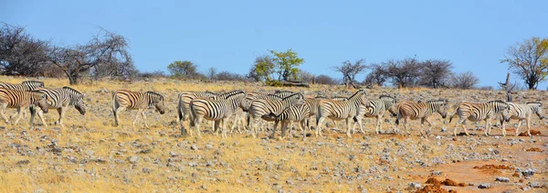 Zebras São Várias Espécies Equídeos Africanos Família Dos Cavalos Unidos — Fotografia de Stock