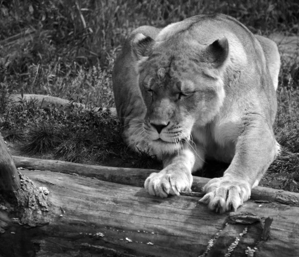 狮子是黑豹属的四大猫科动物之一 也是猫科动物中的一员 有些雄性的体重超过250公斤 550磅 是继老虎之后的第二大活猫 — 图库照片