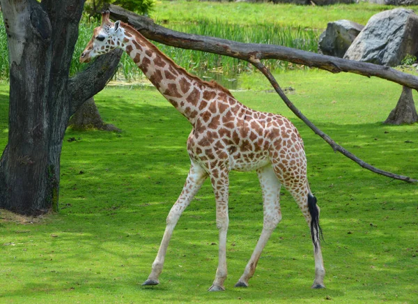 Girafa Giraffa Camelopardalis Mamífero Africano Ungulado Mais Alto Todas Espécies — Fotografia de Stock