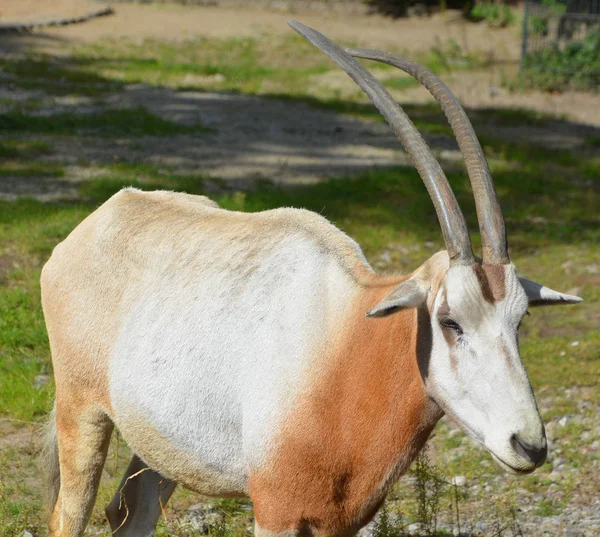 Scimitar Oryx Scimitar Horned Oryx Sahara Oryx Una Especie Oryx — Foto de Stock