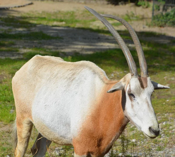 Scimitar Oryx Vagy Scimitar Horned Oryx Vagy Sahara Oryx Egy — Stock Fotó