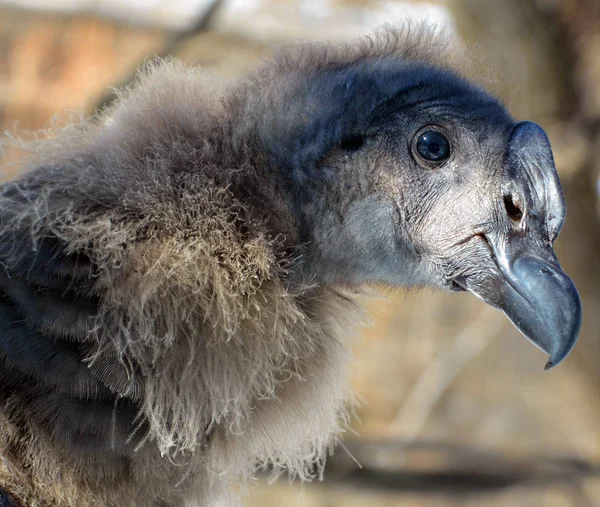 Andean Condor Vultur Gryphus South American Bird New World Vulture — Stock Photo, Image