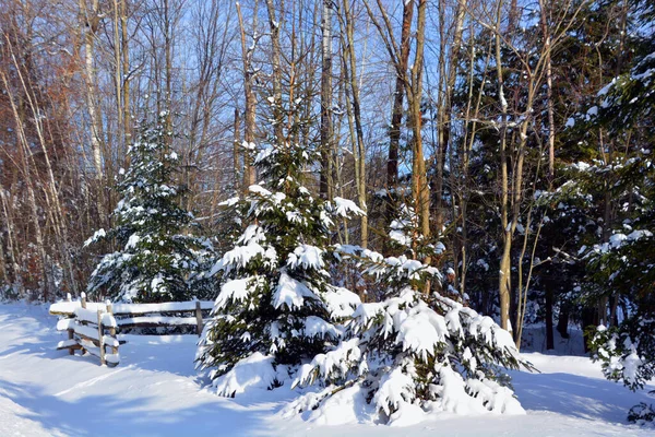 Bosque Cubierto Nieve Hasta Norte California Estados Unidos — Foto de Stock