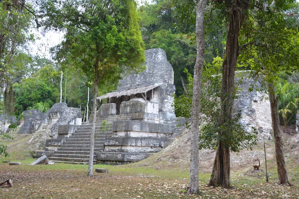 Тикаль Гватемала 2016 Археологический Объект Доколумбовой Цивилизации Майя Национальном Парке — стоковое фото
