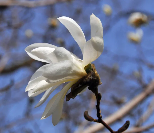 Magnolia Blommor Våren — Stockfoto