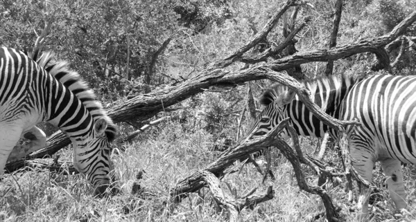 Zebras Hluhluwe Umfolozi Game Reserve Located 280 North Durban Oldest — Stock Photo, Image
