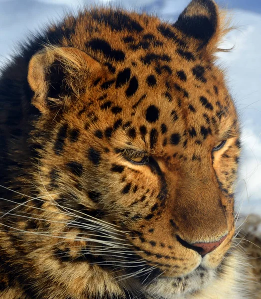 Leopardo Amur Una Subespecie Leopardo Originaria Región Primorye Sudeste Rusia — Foto de Stock