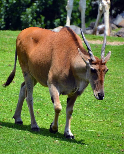 Eland Común También Conocido Como Eland Meridional Eland Antílope Antílope — Foto de Stock