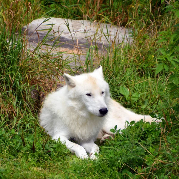 Arctic Wolf Una Subespecie Del Lobo Gris Mamífero Familia Canidae —  Fotos de Stock