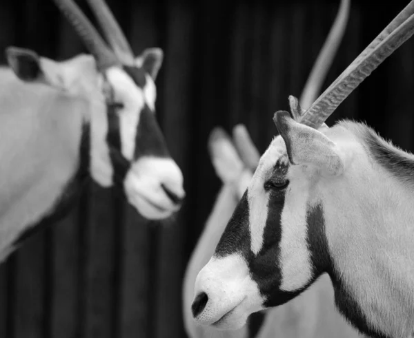 Der Ostafrikanische Oryx Oryx Beisa Auch Als Beisa Bekannt Ist — Stockfoto