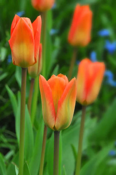 Rote Tulpen Garten — Stockfoto