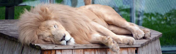 Weißer Löwe Ist Eine Seltene Farb Mutation Des Löwen — Stockfoto