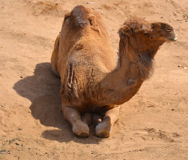 Deve Sırtında Kambur Olarak Bilinen Belirgin Yağ Birikintileri Taşıyan Camelus — Stok fotoğraf