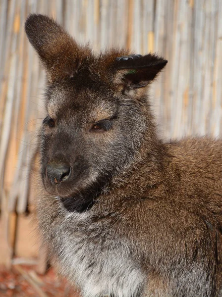 Wallaby Qualquer Animal Pertencente Família Macropodidae Que Menor Que Canguru — Fotografia de Stock