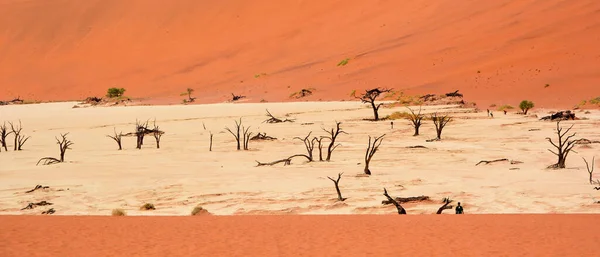 Kamelen Woestijn — Stockfoto