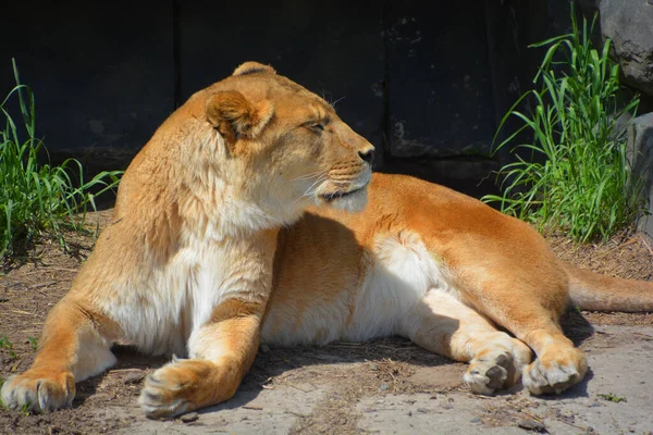 사자는 판테라 Panthera 고양이 하나이며 고양이 Felidae 일원이다 몸무게가 250 — 스톡 사진