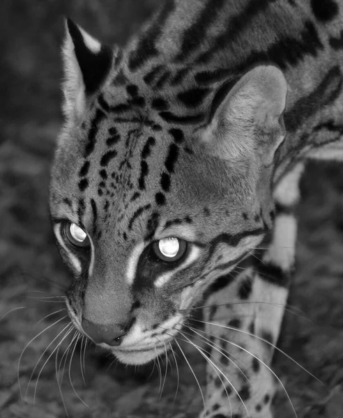 Ocelota Leopardus Pardalis Gato Selvagem Nativo Sudoeste Dos Estados Unidos — Fotografia de Stock