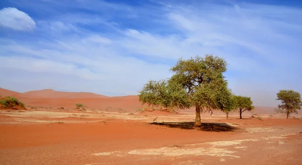 Чудовий Пустельний Краєвид Намібії — стокове фото