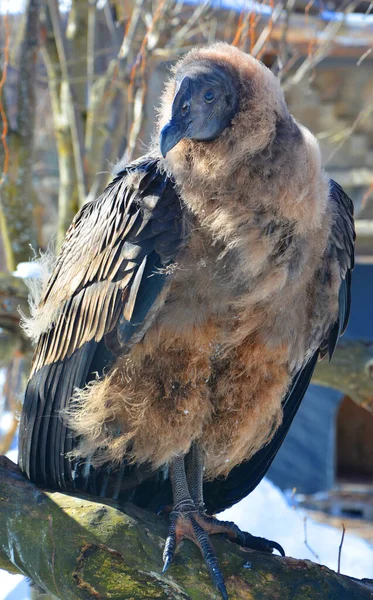 Andean Condor Vultur Gryphus South American Bird New World Vulture — Stock Photo, Image