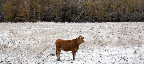 Ganado Limousin Una Raza Ganado Vacuno Altamente Musculoso Originario Las — Foto de Stock