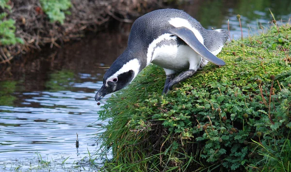 Magellan Penguins Порядка Sphenisciformes Семейство Spheniscidae Группа Водных Бесполетных Птиц — стоковое фото