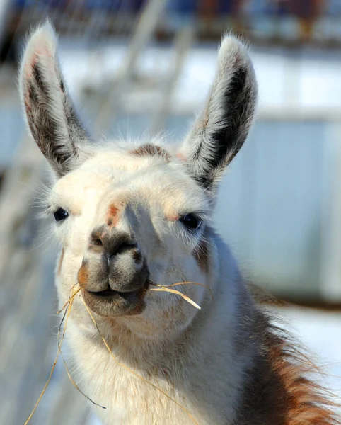 アルパカ Alpaca 南米のラクダ科の家畜種である アルパカはペルー南部のアンデス山脈の高さで放牧されています — ストック写真