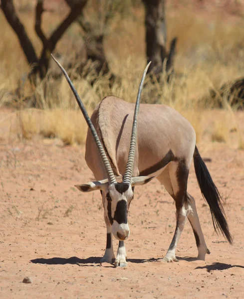 Gemsbock Gemsbuck Oryx Gazella Parc National Namib Naukluft Est Parc — Photo