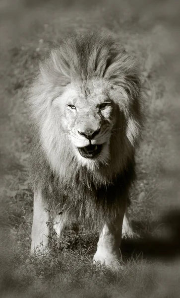 Мужчина Лев Высоко Различимый Самца Льва Легко Распознать Гриве Лицо — стоковое фото