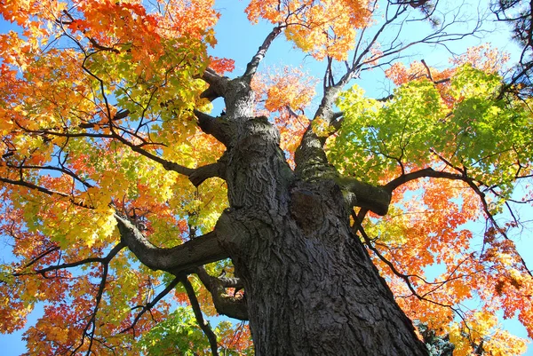 Otoño Parque — Foto de Stock