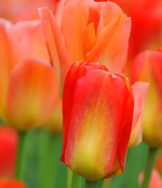 Червоні Тюльпани Саду — стокове фото