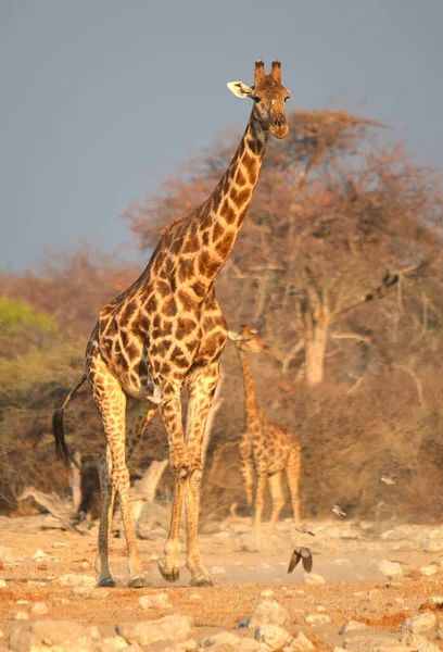 Giraffa Giraffa Camelopardalis Mammifero Ungulato Africano Più Alto Tutte Specie — Foto Stock