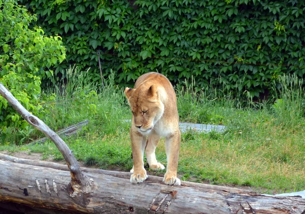 Lion Dos Quatro Grandes Felinos Gênero Panthera Membro Família Felidae — Fotografia de Stock