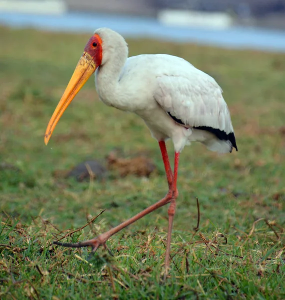 Den Gul Fakturerade Storken Medlem Vadarfamiljen Förekommer Afrika Söder Sahara — Stockfoto