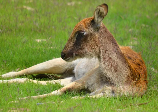 Lechwe Nilo Lechwe Sra Gray Kobus Megaceros Uma Espécie Ameaçada — Fotografia de Stock