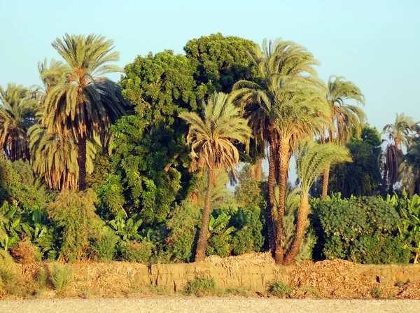 Vista Del Río Nilo Egipto Través Paisajes Rurales Palmeras —  Fotos de Stock