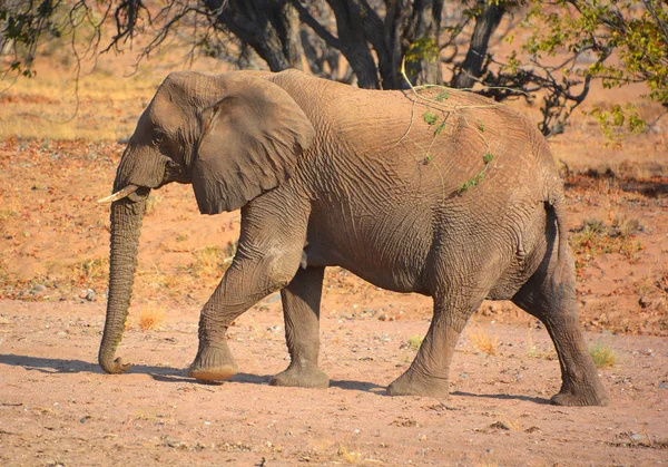 砂漠の象は特定の種の象ではなく ナミビアやサハラ砂漠に生息するアフリカのブッシュゾウ Loxodonta Africana — ストック写真