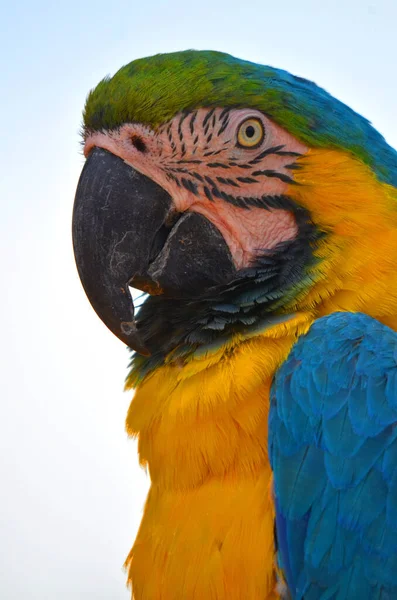 Guacamayo Azul Amarillo También Conocido Como Guacamayo Azul Dorado Gran — Foto de Stock