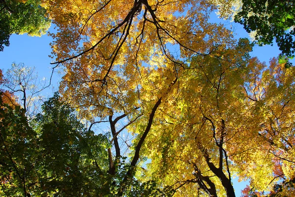 Árboles Otoñales Cielo Azul —  Fotos de Stock