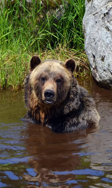 Urso Pardo Também Conhecido Como Urso Pardo Urso Pardo Uma — Fotografia de Stock