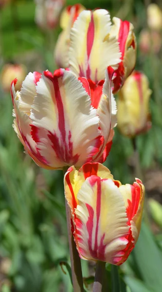 Belas Tulipas Jardim — Fotografia de Stock