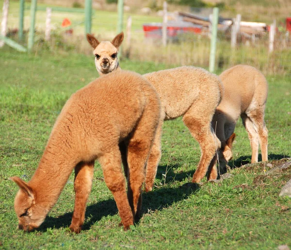 Alpaca Una Especie Camélido Sudamericano Asemeja Una Pequeña Llama Apariencia —  Fotos de Stock