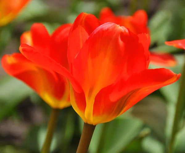 Цветы Тюльпанов Зеленом Саду — стоковое фото