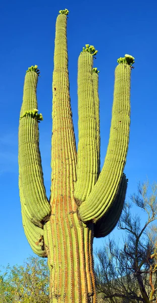 Der Saguaro National Park Ist Ein Nationalpark Der Vereinigten Staaten — Stockfoto