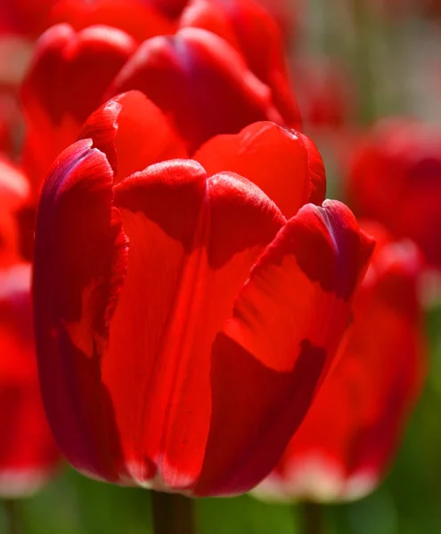 Tulipanes Rojos Jardín Primavera — Foto de Stock