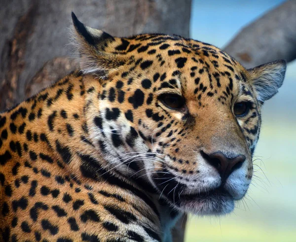 Jaguar cub is a big cat, a feline in the Panthera genus only extant Panthera species native to the Americas. Jaguar is the 3 largest feline after the tiger and lion, and the largest in the Americas.