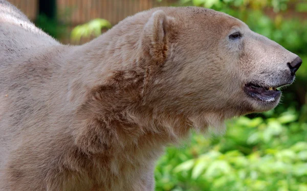 Urso Polar Ursus Maritimus Urso Nativo Grande Parte Dentro Círculo — Fotografia de Stock