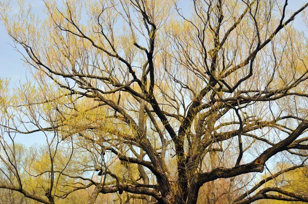 Tabebuia Argentina Britt Molino Amarillo Árbol Trompeta Plateada Árbol Oro —  Fotos de Stock