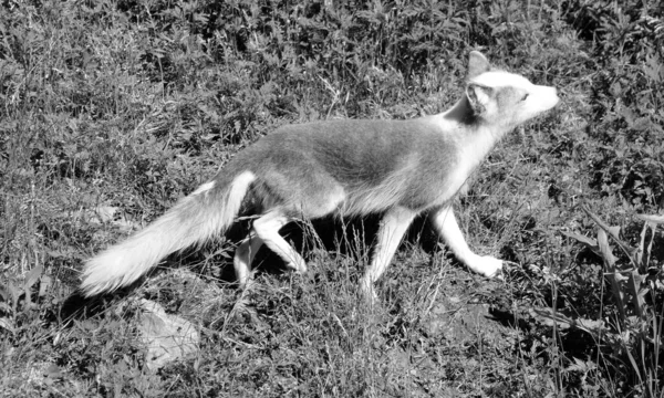 Arctische Vos Vulpes Lagopus Een Kleine Vos Die Voorkomt Het — Stockfoto